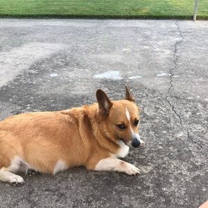 Meet your Posher, Betsy